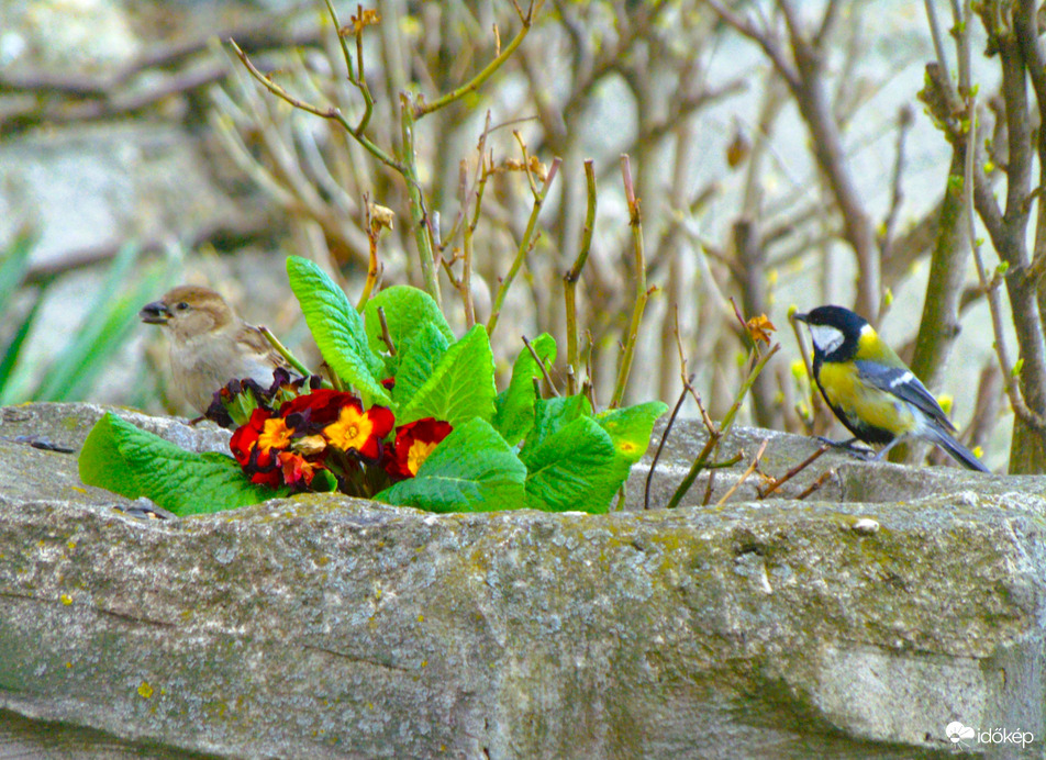 Elférnek egymás mellett