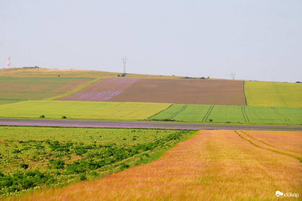 Szőnyegek 