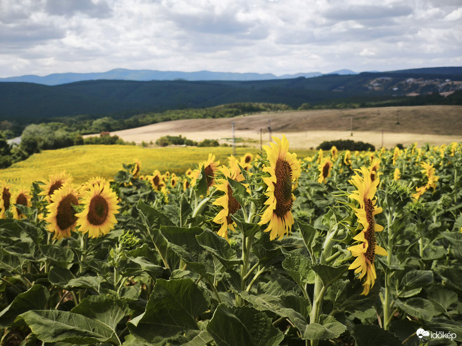 Vác