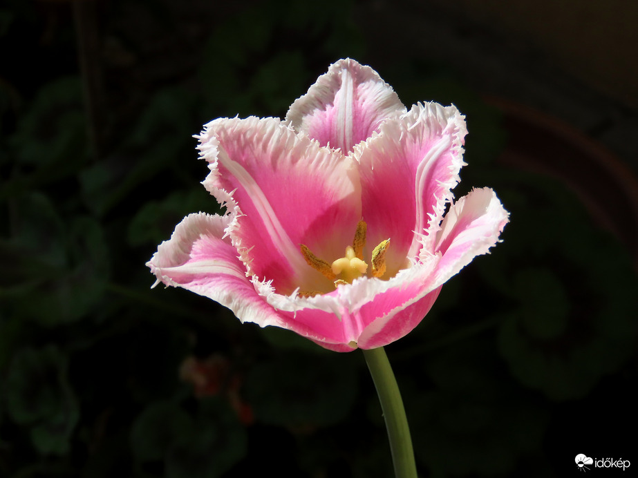 Tulipán tegnap...