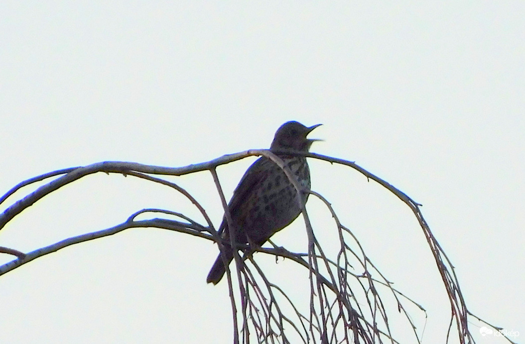 esti dalos-énekes rigó