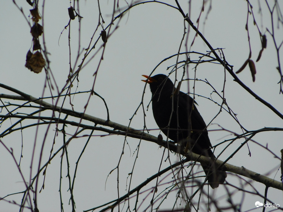 legalább  rigó dalolt