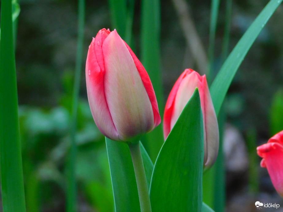 még a tuli is száraz maradt, :( nem csak a makka :)