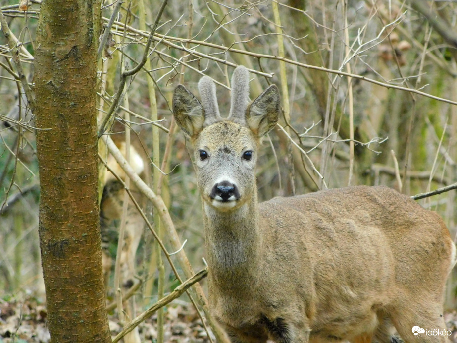 Ma van a Vadvilág Világnapja!