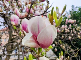 Végre szélcsend Szombathelyen!