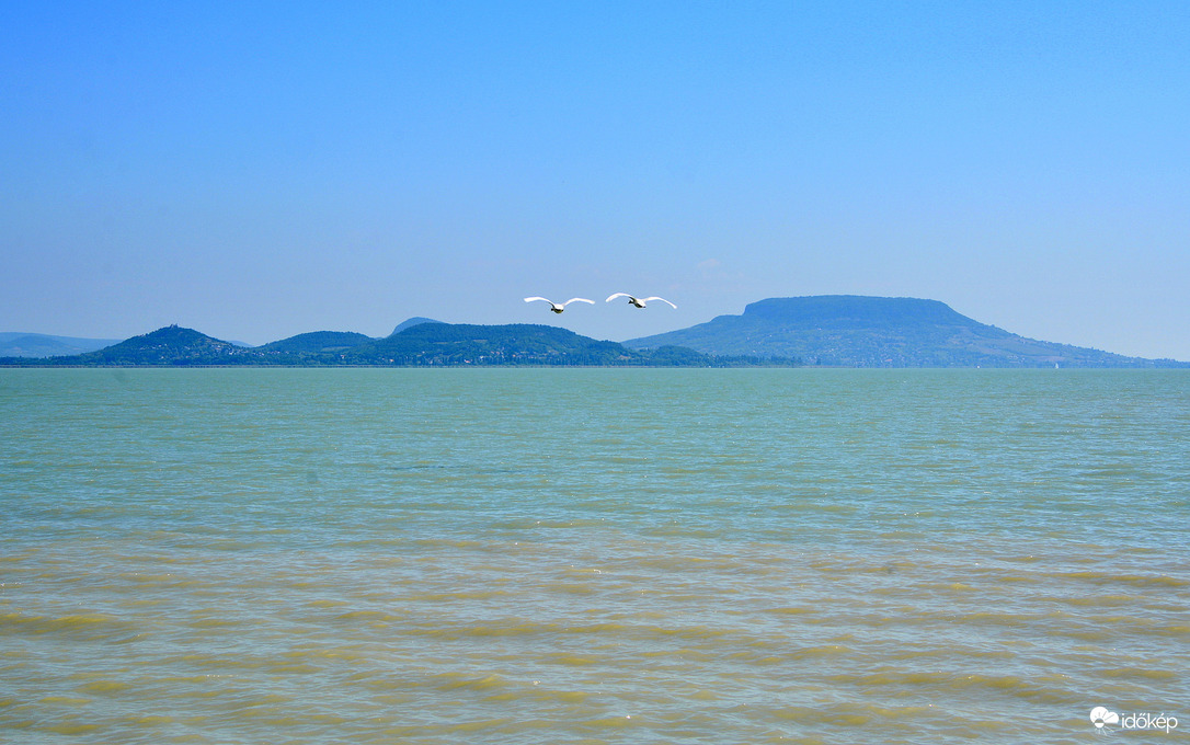 Repülő hattyúpár a Balaton felett