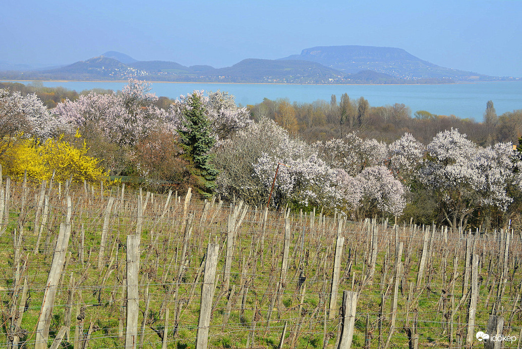 Szőlőtőkék, virágzó mandulafák, Tanúhegyek...