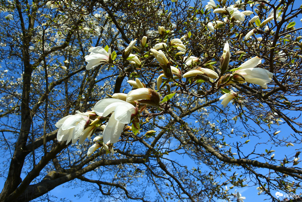 Fehér magnóliák