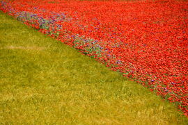 Színmezők