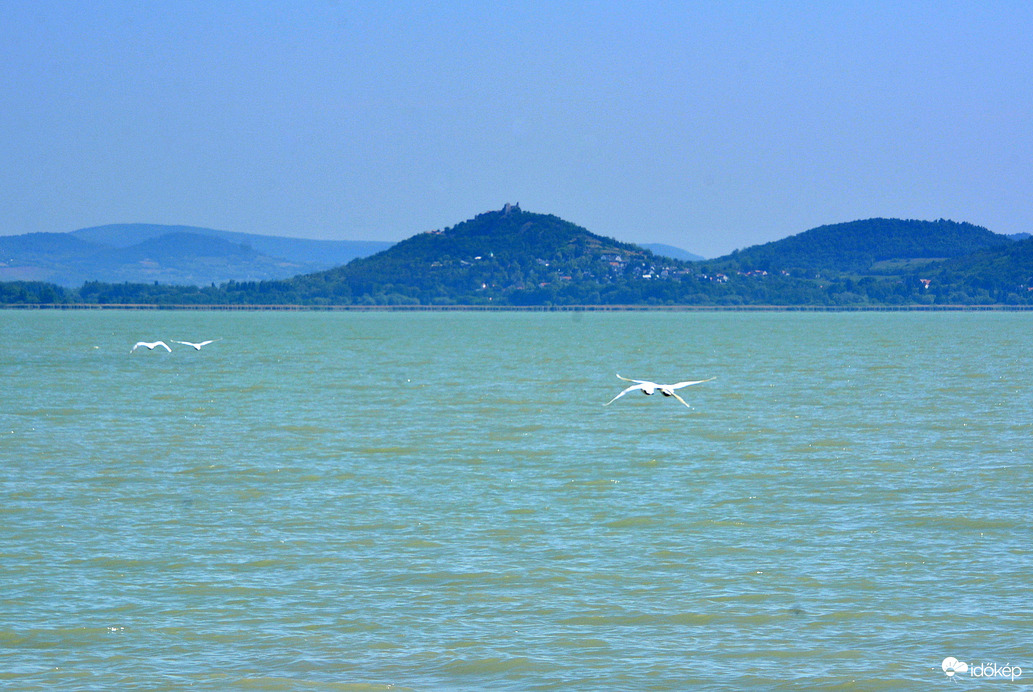 Hattyúpárok a Balaton felett