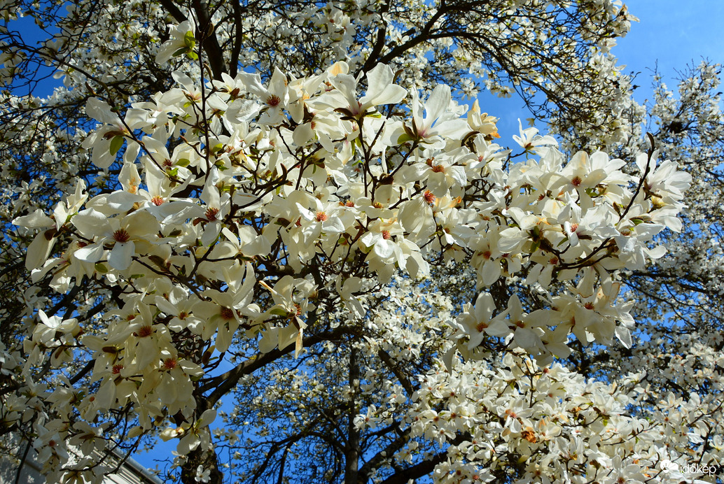 Fehér magnóliák