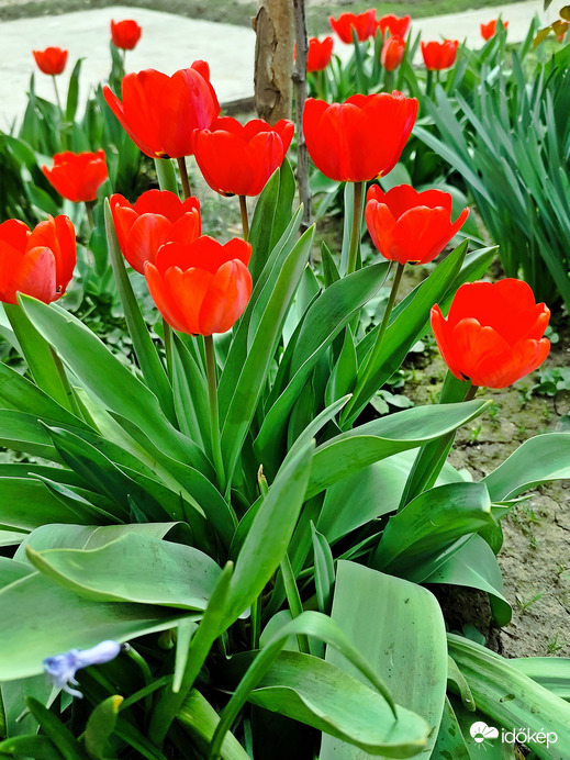 Tulipán