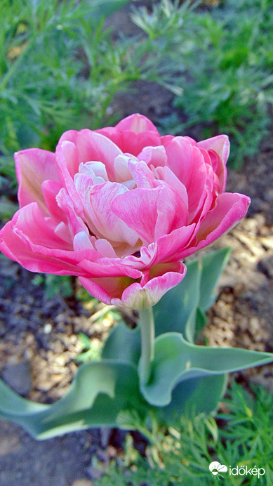Tulipán