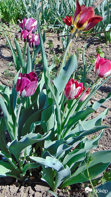 Tulipán