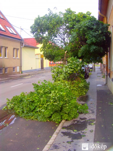 Gyöngyös, letört faág