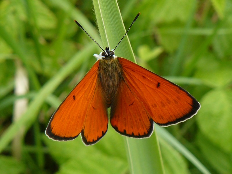 Nagy tűzlepke/felülről/