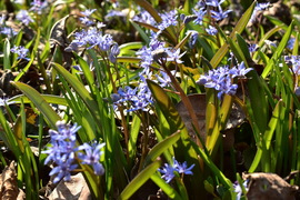 Ligeti csillagvirág