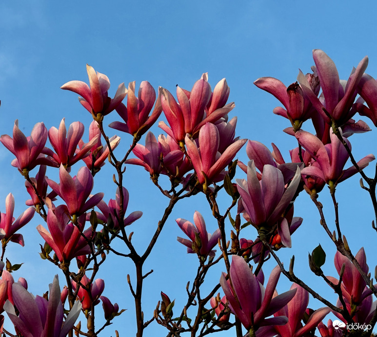 Magnólia naplementekor