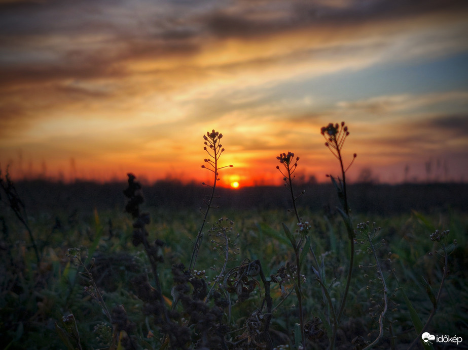 Pásztortáskák a tüzes naplementében