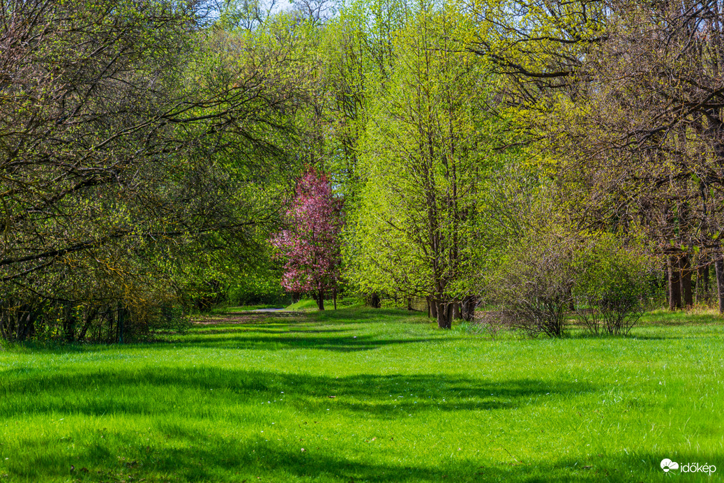 Tavaszi erdő 
