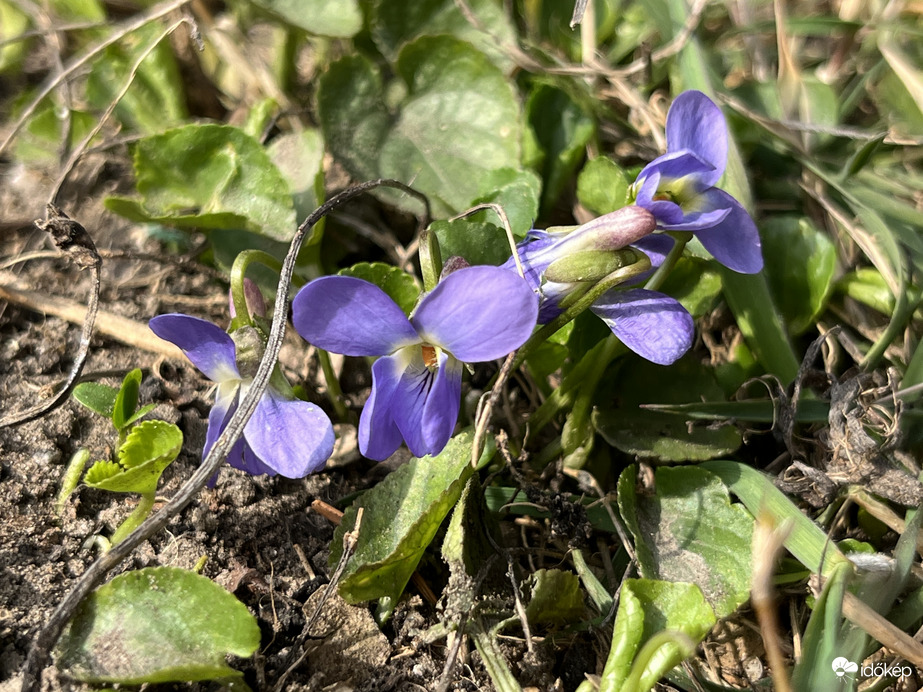 Ibolya
