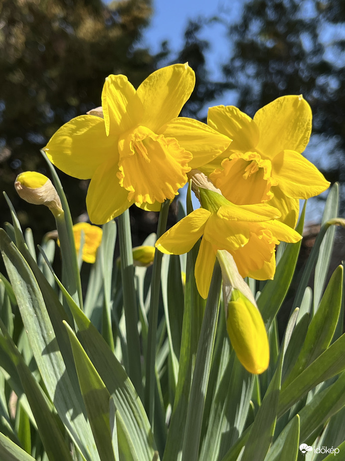 Nárciszok szikrázó napsütésben 