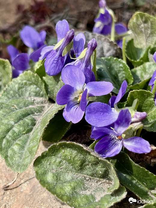 Ibolya