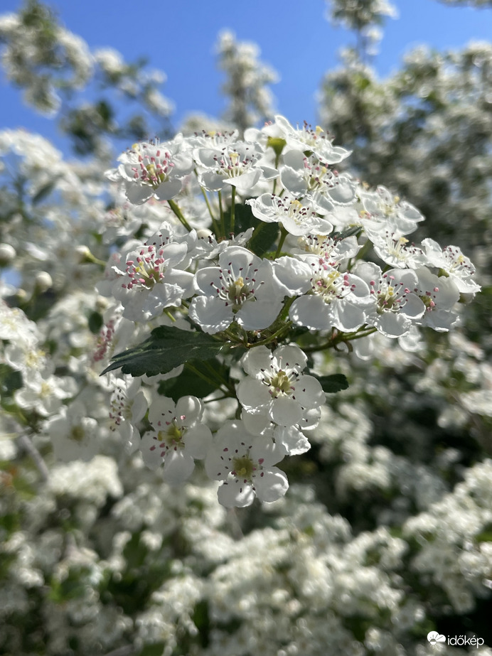 Virágtenger :)