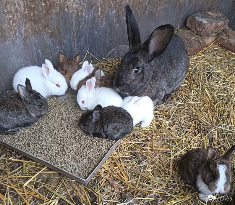 Húsvéti nyuszikák készenlétben:)