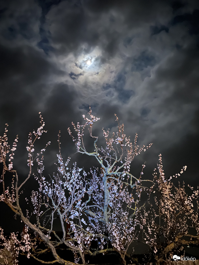 A barackfa, a virága és a hold