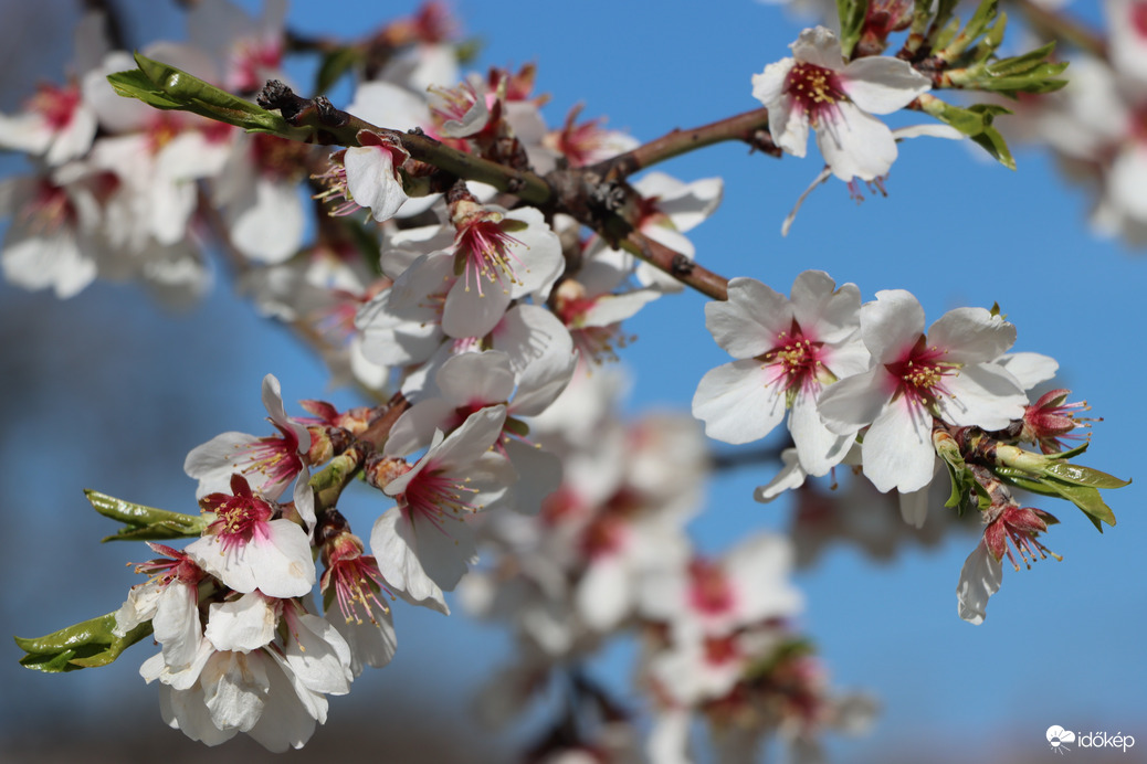 Természetes szépség