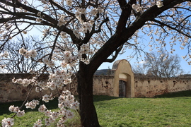 MANDULAFA FIRÁGZÁS