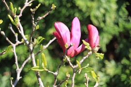 MAGNÓLIA TAVASZI FÉNYBEN