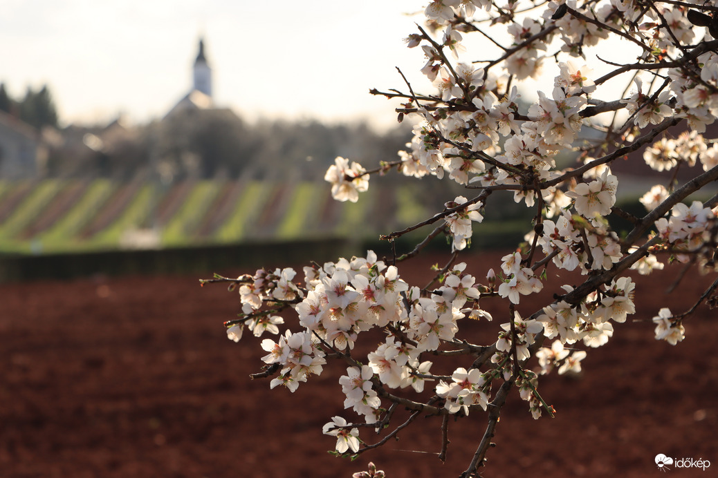 Elkezdődött a mandulavirágzás
