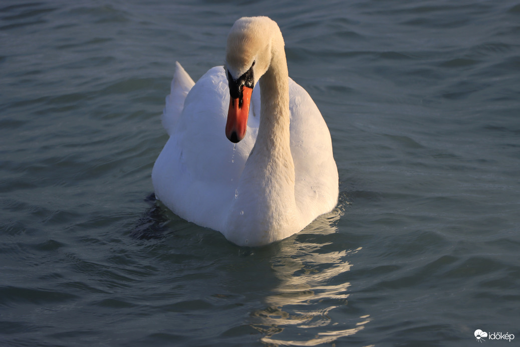 EGY KIS NAPFÜRDŐZÉS