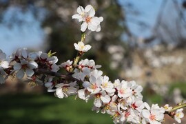 MANDULAVIRÁGZÁS TAVASZI NAPSÜTÉSBEN