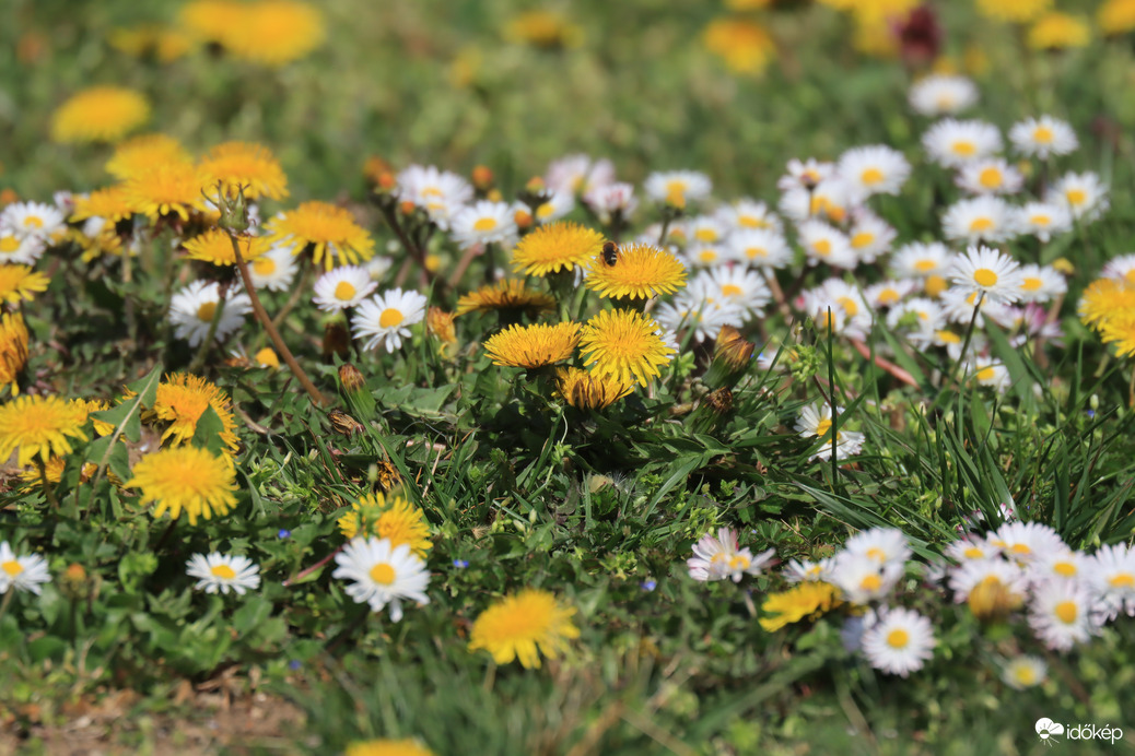 ÁPRILISI NAPSÜTÉSBEN