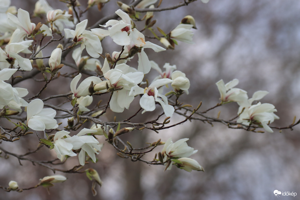 FEHÉR MAGNOLIA
