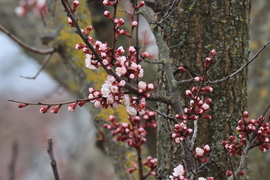 GYÖNYÖRŰ MÁRCIUSI TAVASZ