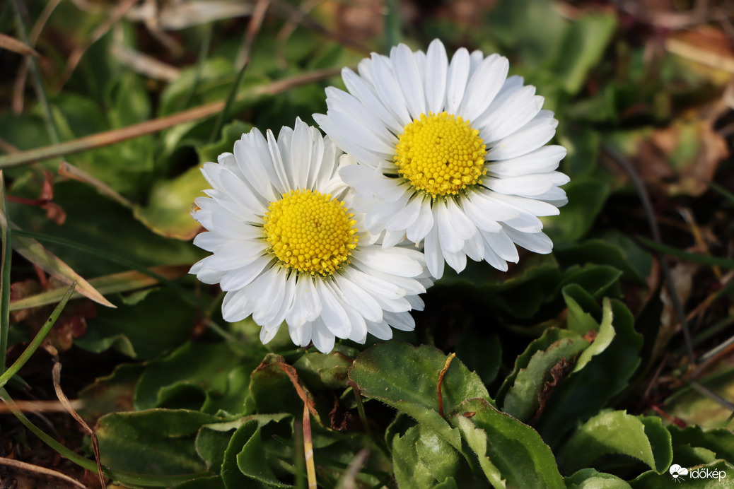 TAVASZI NAPSÜTÉSBEN