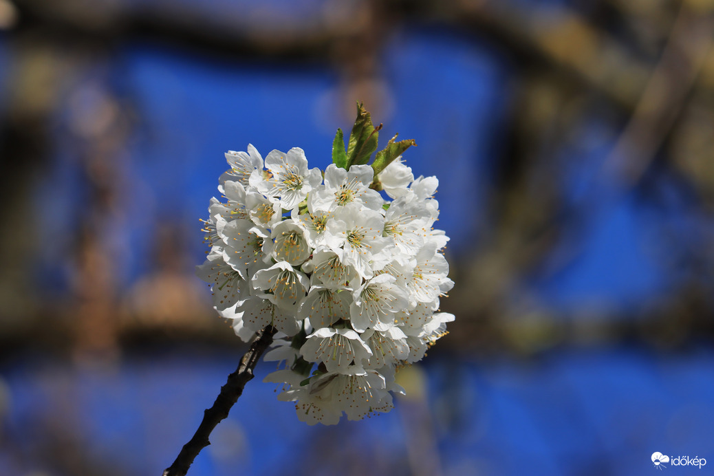 TAVASZI VIRÁGZÁS