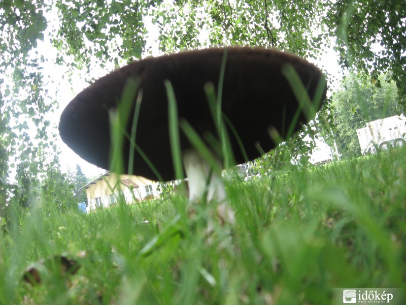  hangya szemszögből