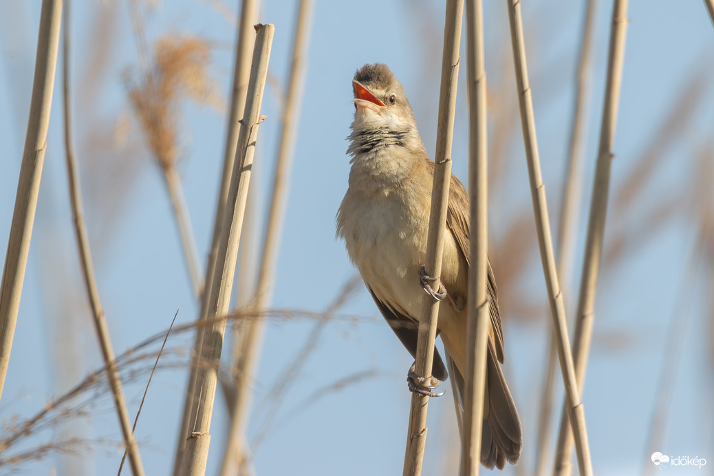 Ének a nádasból...