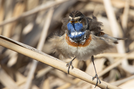 Széljelző üzemmód...