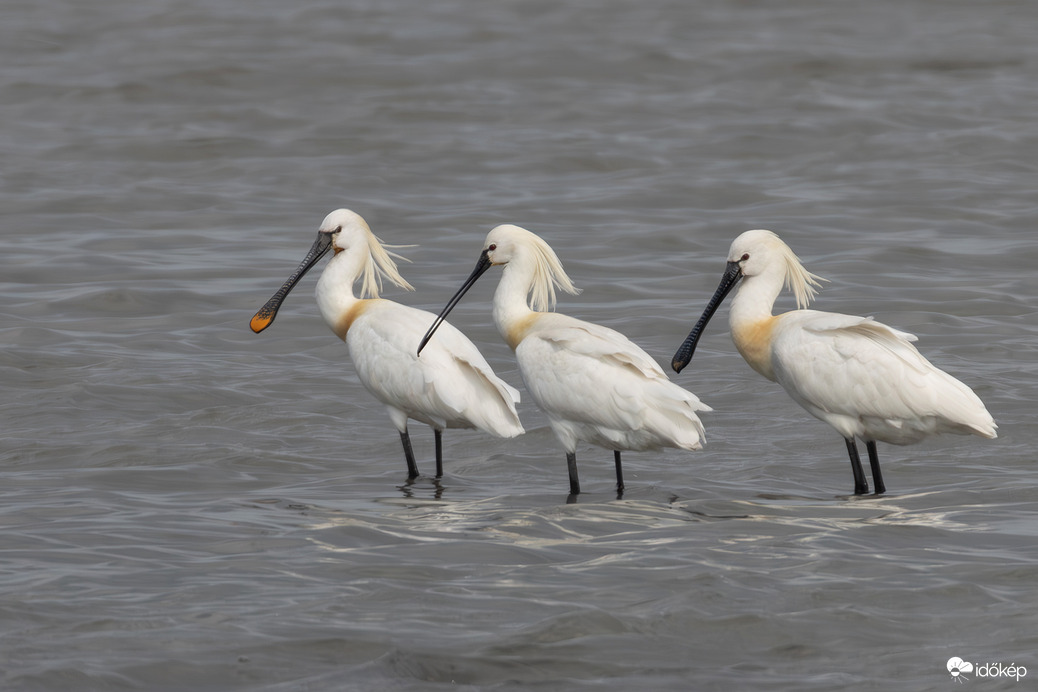 Frizura bemutató...