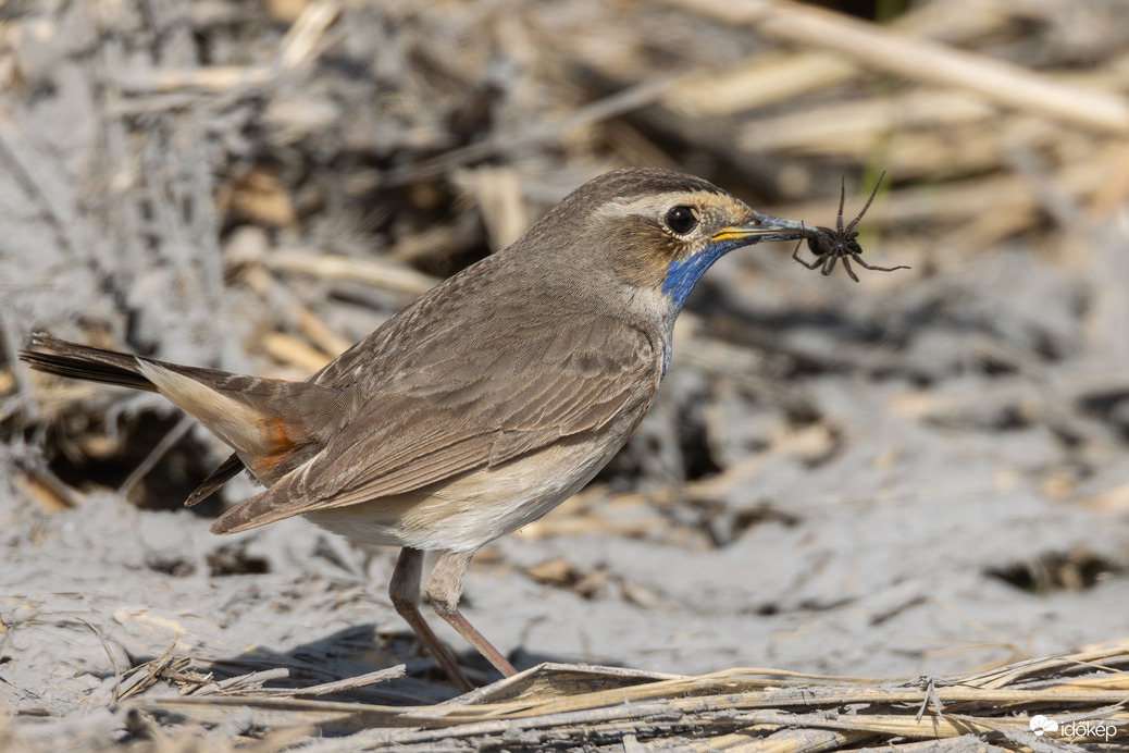 A hosszú út után éhes leszek...
