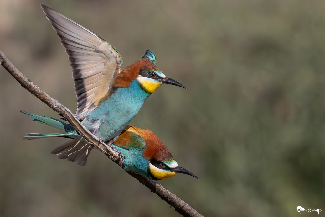 Berepülés