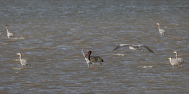 Szénfekete és a hét nyurga...