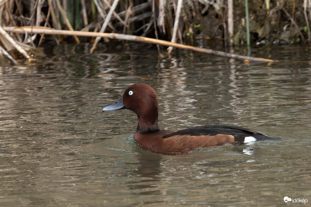Aki eddig minden alkalommal (ami nem sok) meglógott előlem...