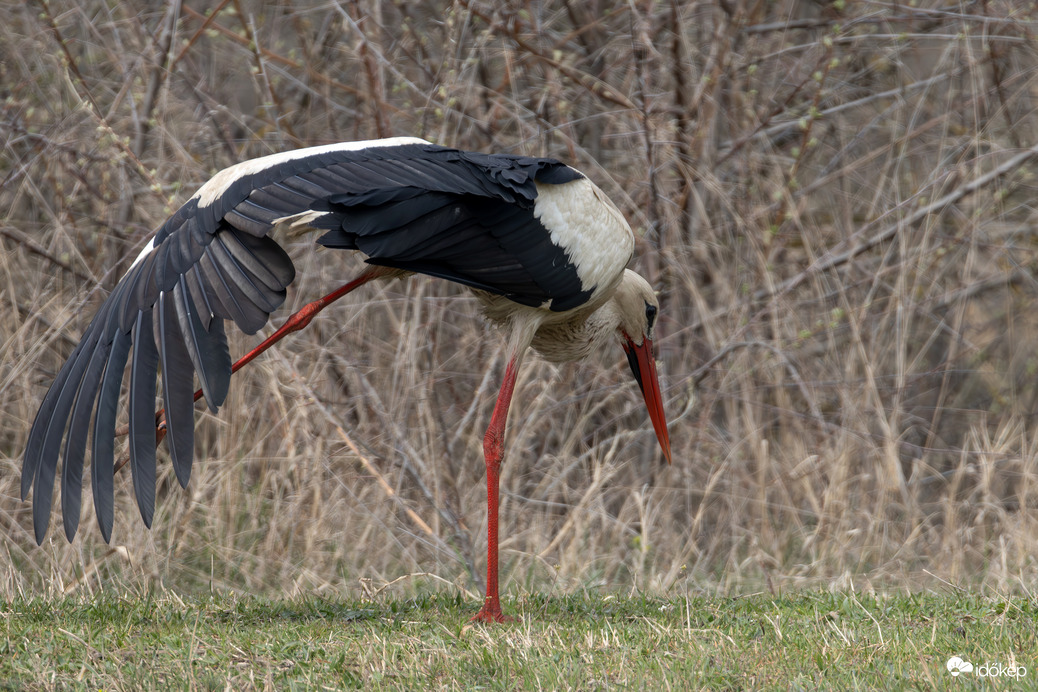 Gólya jóga - Mérleg póz